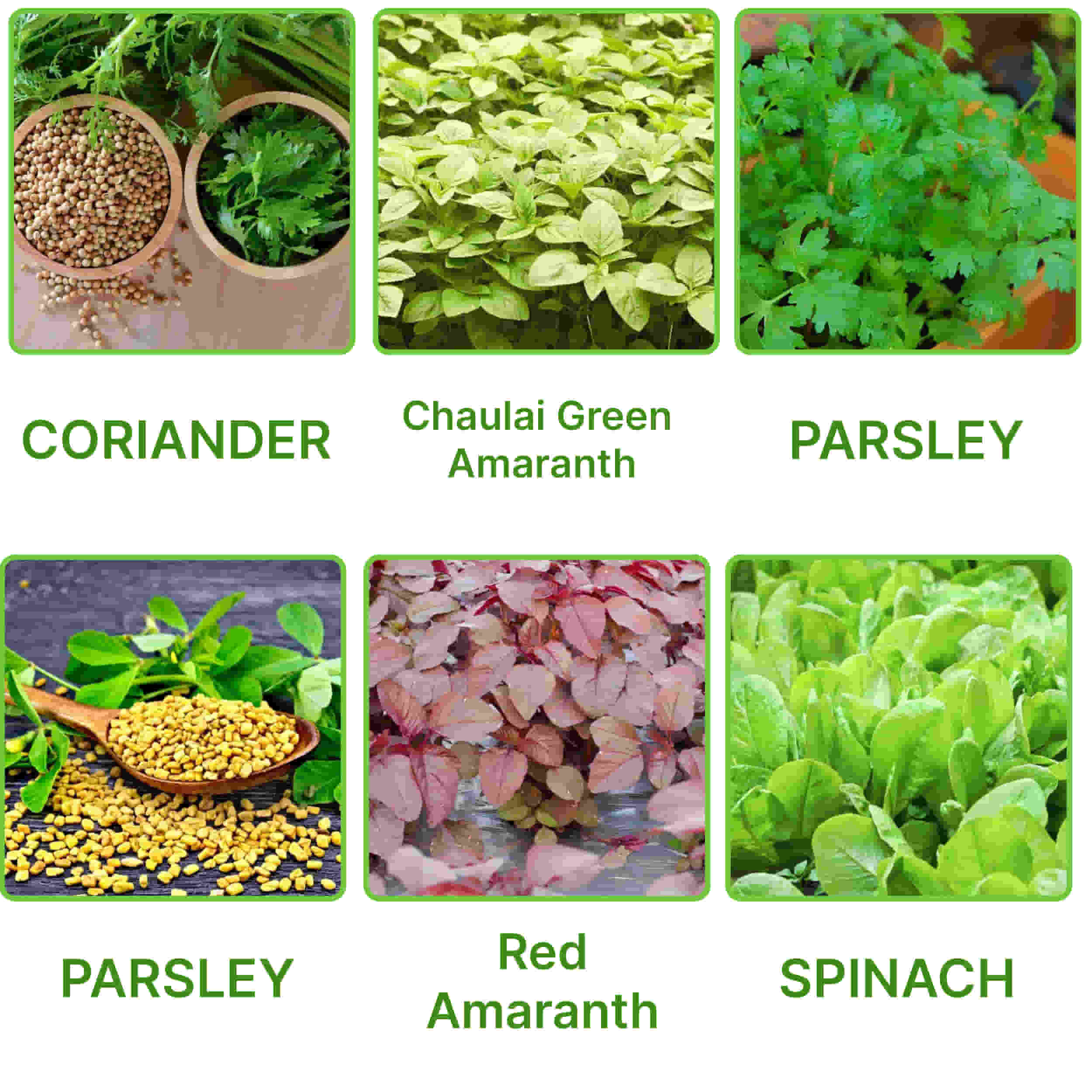 45 Variety of Vegetable Seeds kit With High Germination Rate - Image 11
