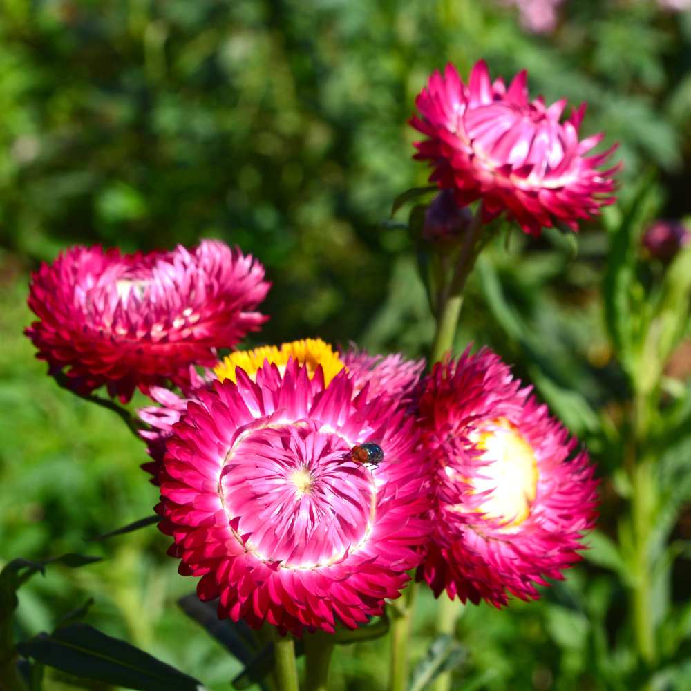 Acroclinium Red Flower Seeds (200 Seeds) Easy To grow / Perfect for pots, balconies, or Terrace gardens - Image 3