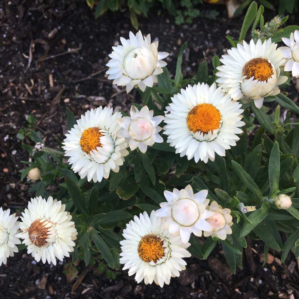 Acroclinium White Flower Seeds (200 Seeds) Easy To grow / Perfect for pots, balconies, or Terrace gardens - Image 3