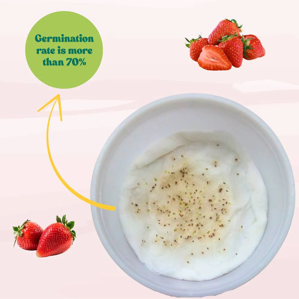 Alpine Strawberries Seeds - 200 Seeds (अल्पाइन स्ट्रॉबेरी के बीज) High Germination/Grow Juicy Strawberries at Home - Image 10