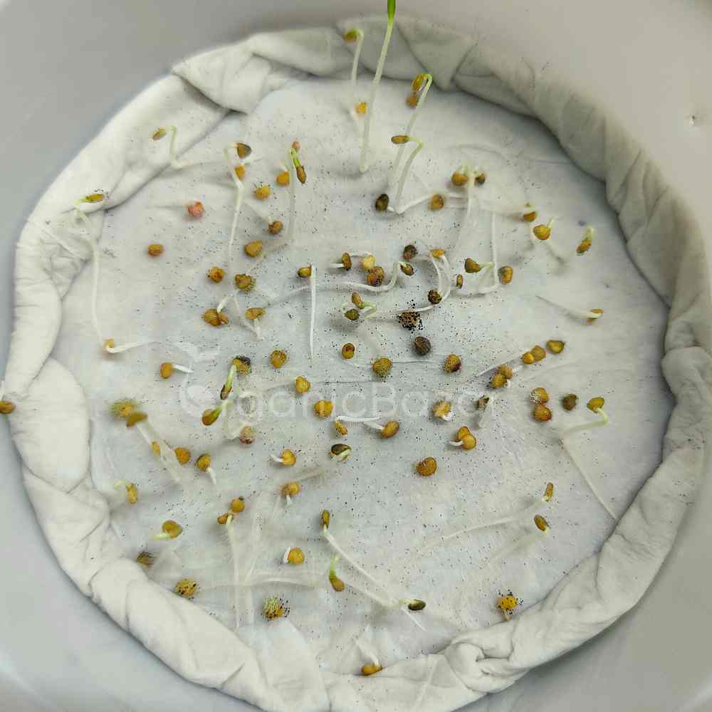 Ashwagandha Seeds - 500 Seeds (अश्वगंधा के बीज) High Germination Rate, Herbal Plant - Image 3