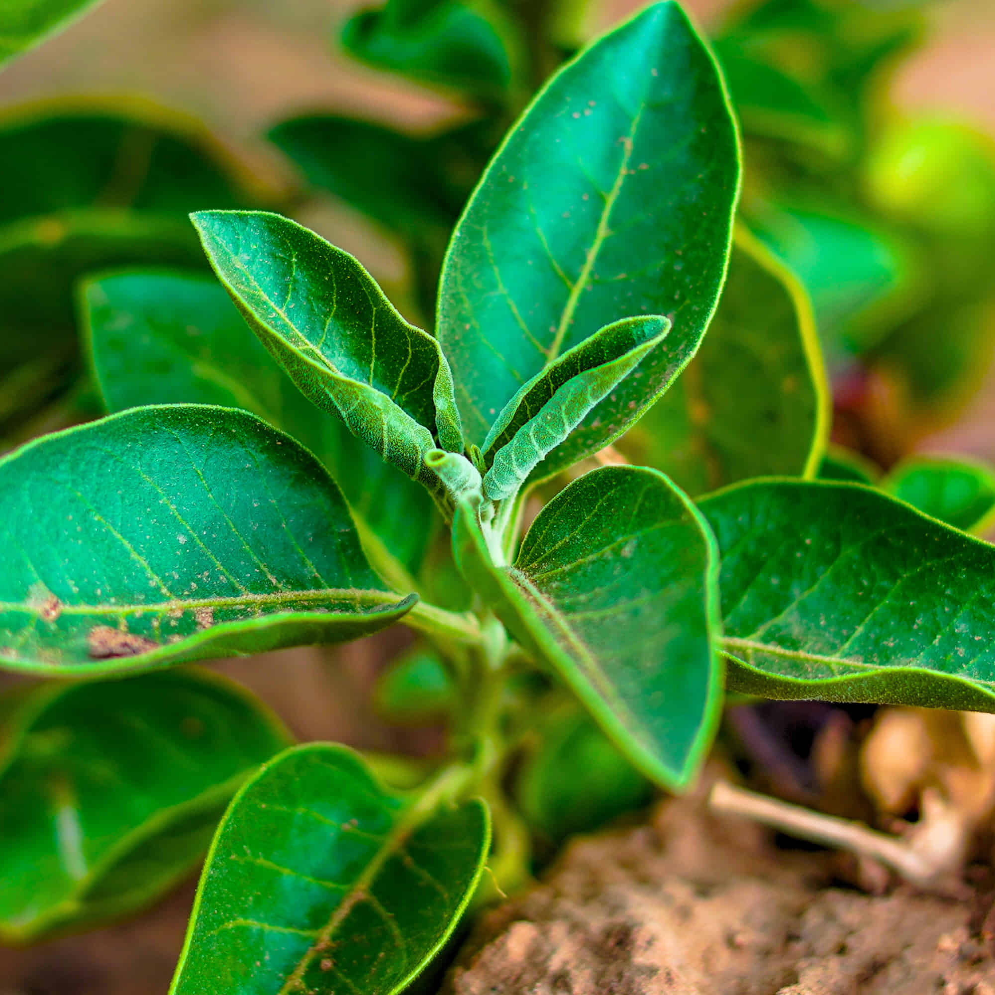 Ashwagandha Seeds - 500 Seeds (अश्वगंधा के बीज) High Germination Rate, Herbal Plant - Image 4