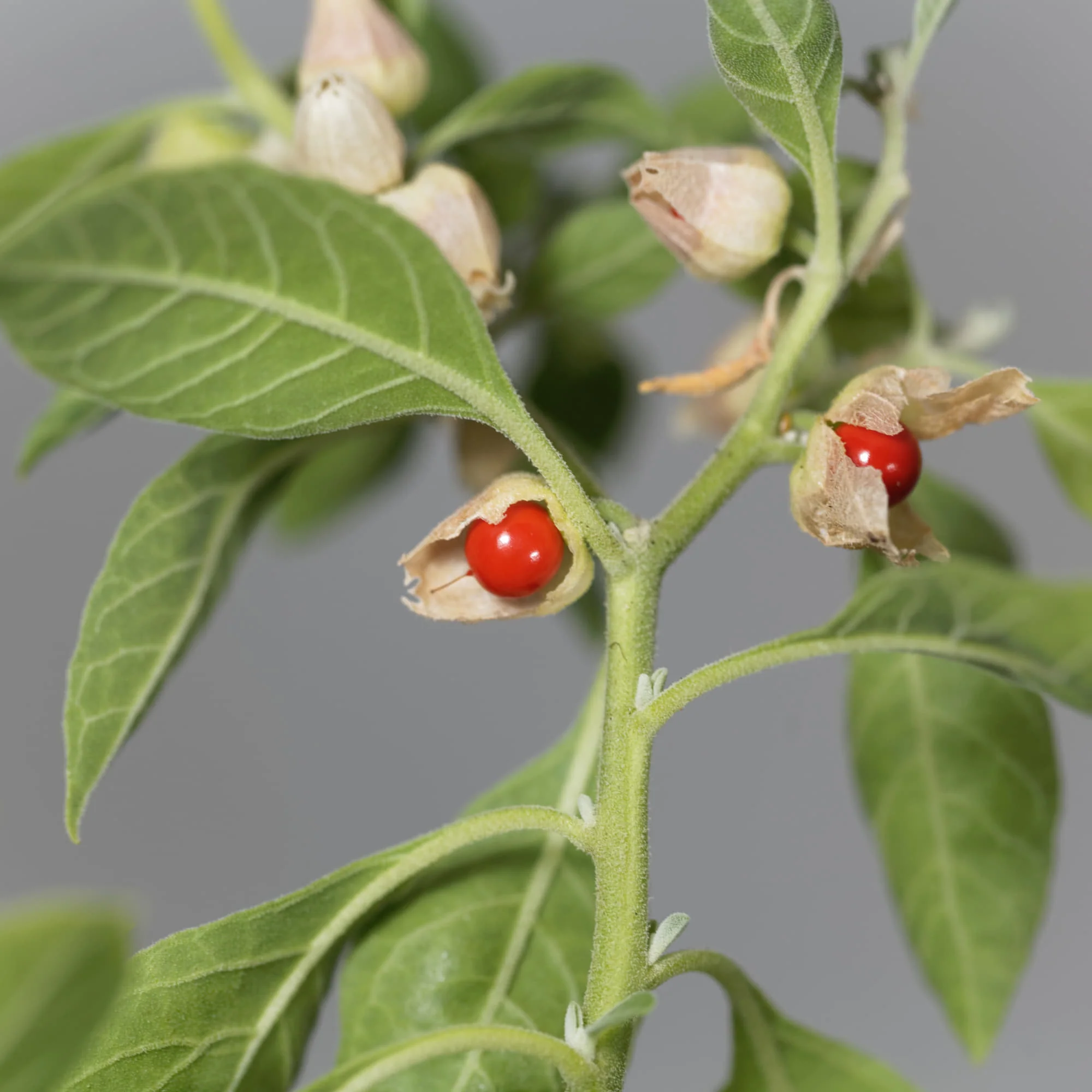 Ashwagandha Seeds - 500 Seeds (अश्वगंधा के बीज) High Germination Rate, Herbal Plant - Image 6