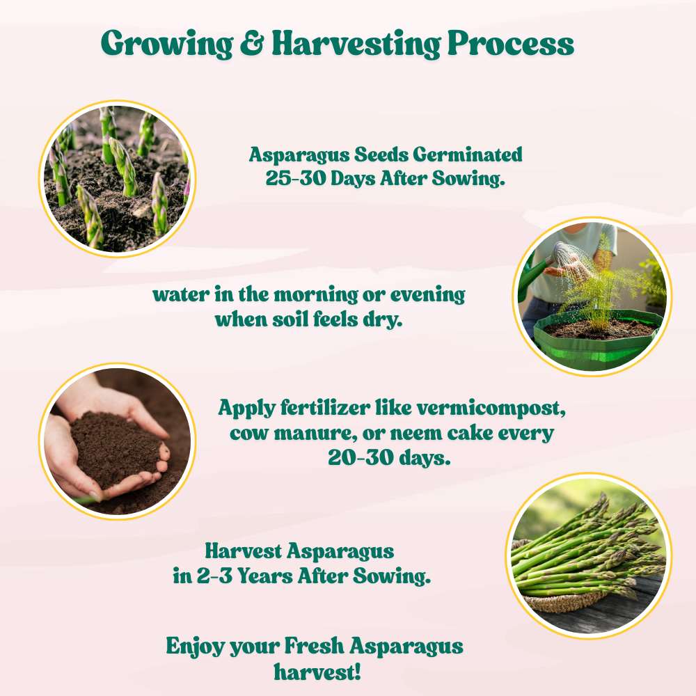 Asparagus Seeds - 50 Seeds (Shatavari/शतावरी के बीज) Premium Quality, High Germination Seeds For Balcony & Terrace Gardening - Image 6