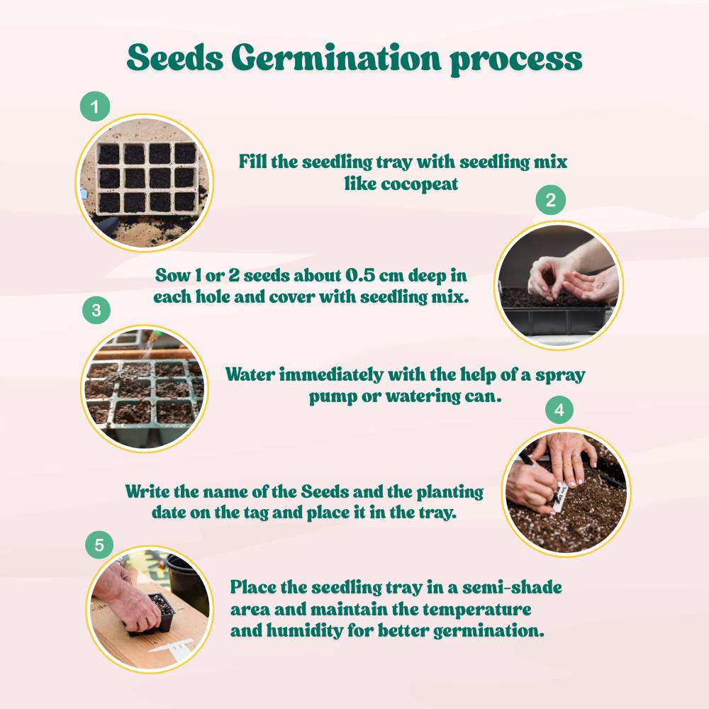 Balsam Bush Flower Mixed Seeds - (100 Seeds) (Gulmehndi/गुलमेहंदी के बीज) High Germination/ Easy to grow/Colorful Flower Seeds for Balcony & Terrace Garden - Image 5