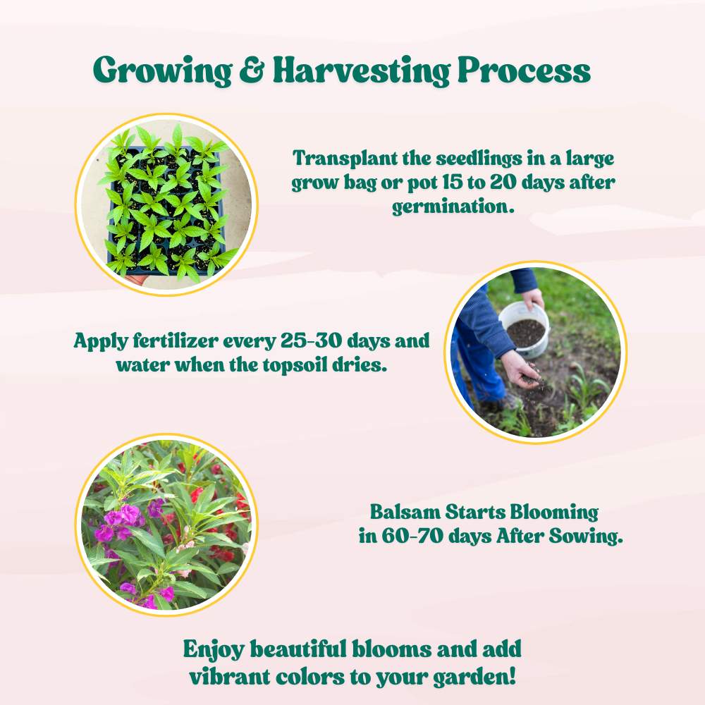 Balsam Bush Flower Mixed Seeds - (100 Seeds) (Gulmehndi/गुलमेहंदी के बीज) High Germination/ Easy to grow/Colorful Flower Seeds for Balcony & Terrace Garden - Image 6