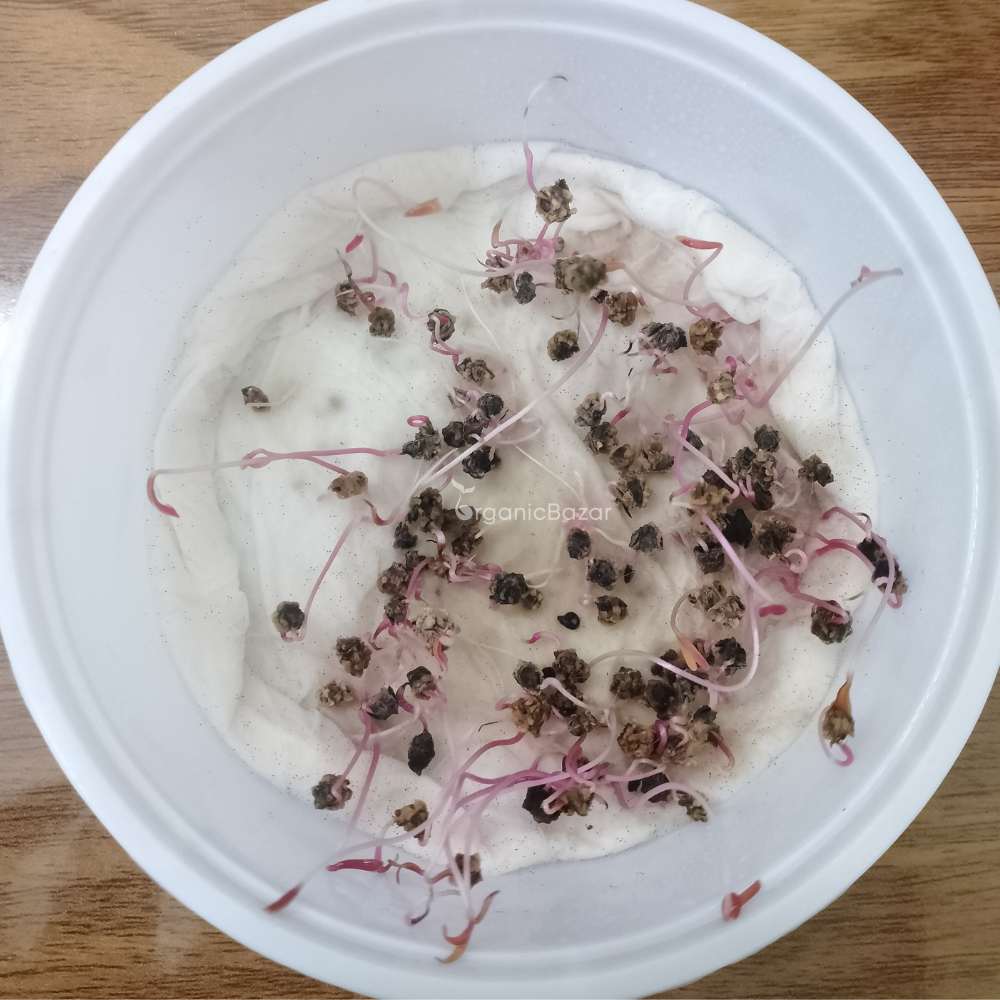 Beetroot (Chukandar) Candy Cane Seeds - 100 Seeds (चुकंदर के बीज) - Image 4