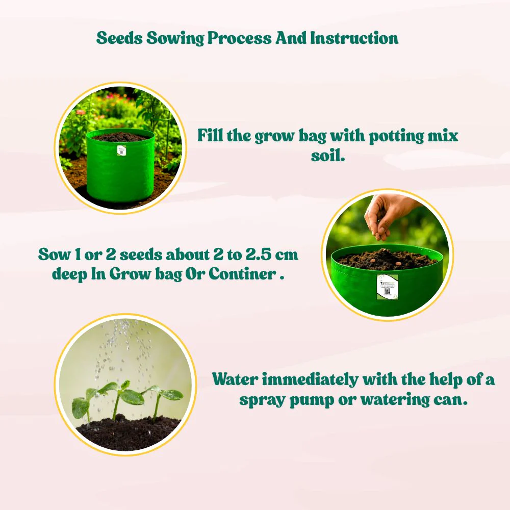 Bitter Gourd (Karela) Seeds Long - 12 Seeds (करेला के बीज) Easy To grow, High Germination, High Yield Karela Seeds for Home Gardening - Image 10