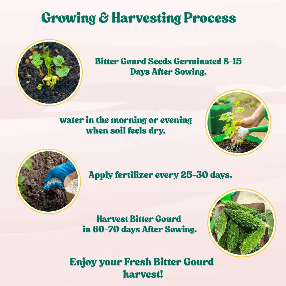 Bitter Gourd (Karela) Seeds Long - 12 Seeds (करेला के बीज) Easy To grow, High Germination, High Yield Karela Seeds for Home Gardening - Image 11