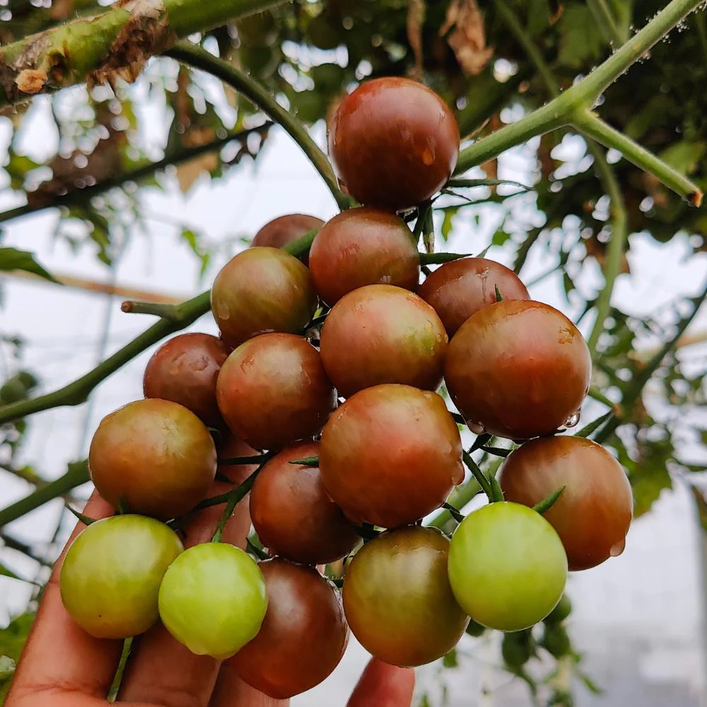Black Cherry Tomato Seeds (30 Seeds) High Germination/ Easy to Grow/ Ideal for Terrace/Kitchen Gardening - Image 2