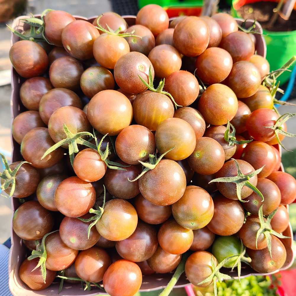 Black Cherry Tomato Seeds (30 Seeds) High Germination/ Easy to Grow/ Ideal for Terrace/Kitchen Gardening - Image 4