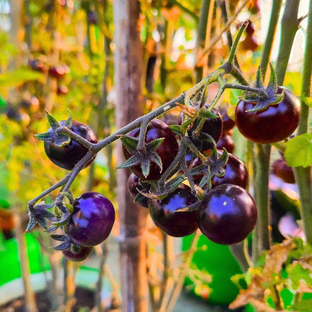 Blue Cherry Tomato Seeds - 30 Seeds (नीले चेरी टमाटर के बीज) High Germination/ Easy to Grow/ Ideal for Terrace/Kitchen Gardening - Image 2