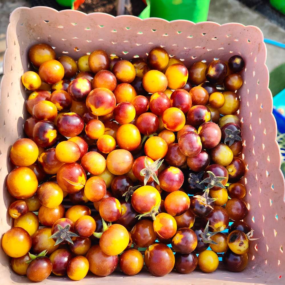 Blue Cherry Tomato Seeds - 30 Seeds (नीले चेरी टमाटर के बीज) High Germination/ Easy to Grow/ Ideal for Terrace/Kitchen Gardening - Image 4