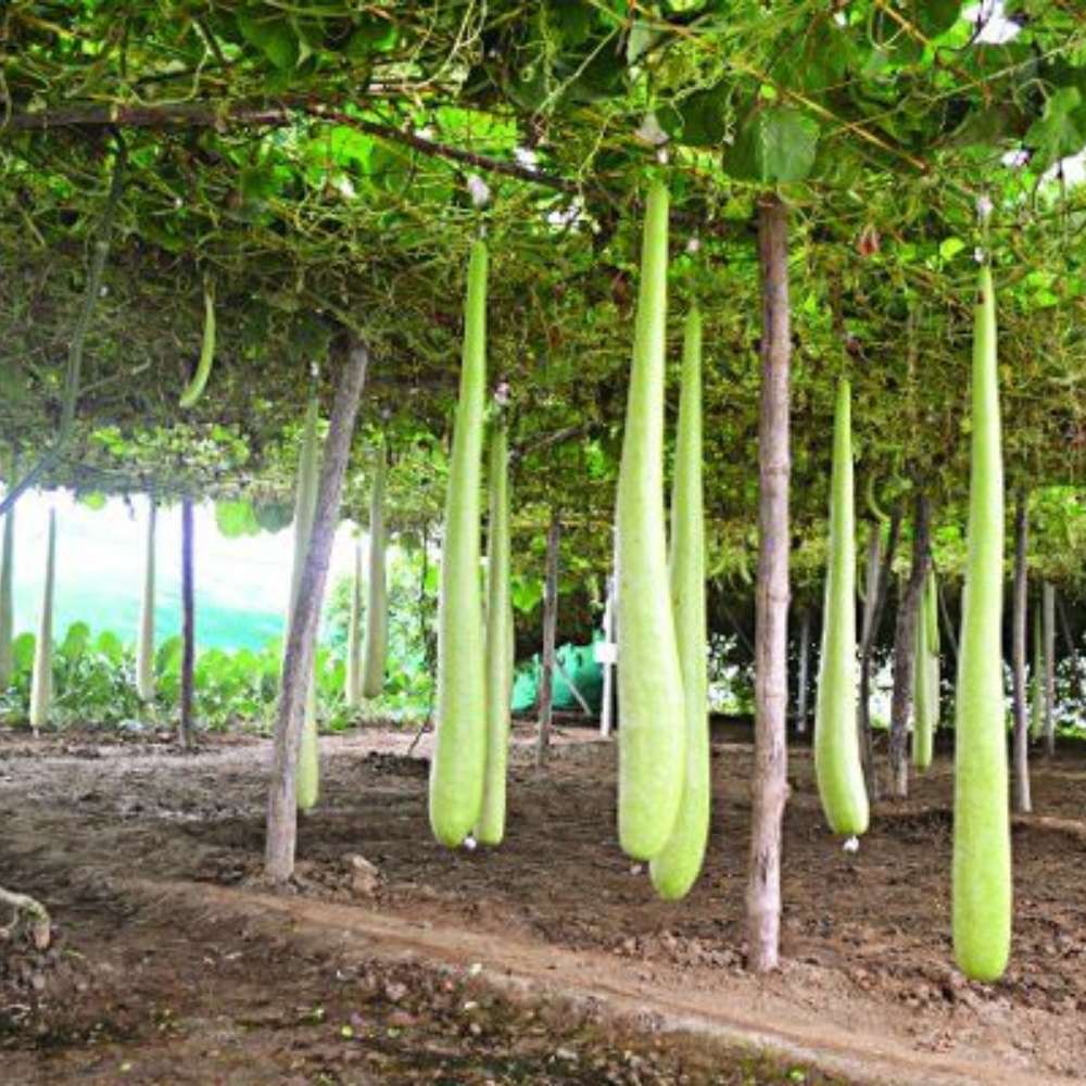 Extra Long Bottle Gourd (Lauki / Ghiya) Seeds (6 फीट लंबी लौकी के बीज) - Image 2
