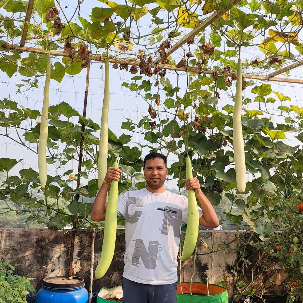 Extra Long Bottle Gourd (Lauki / Ghiya) Seeds (6 फीट लंबी लौकी के बीज) - Image 3