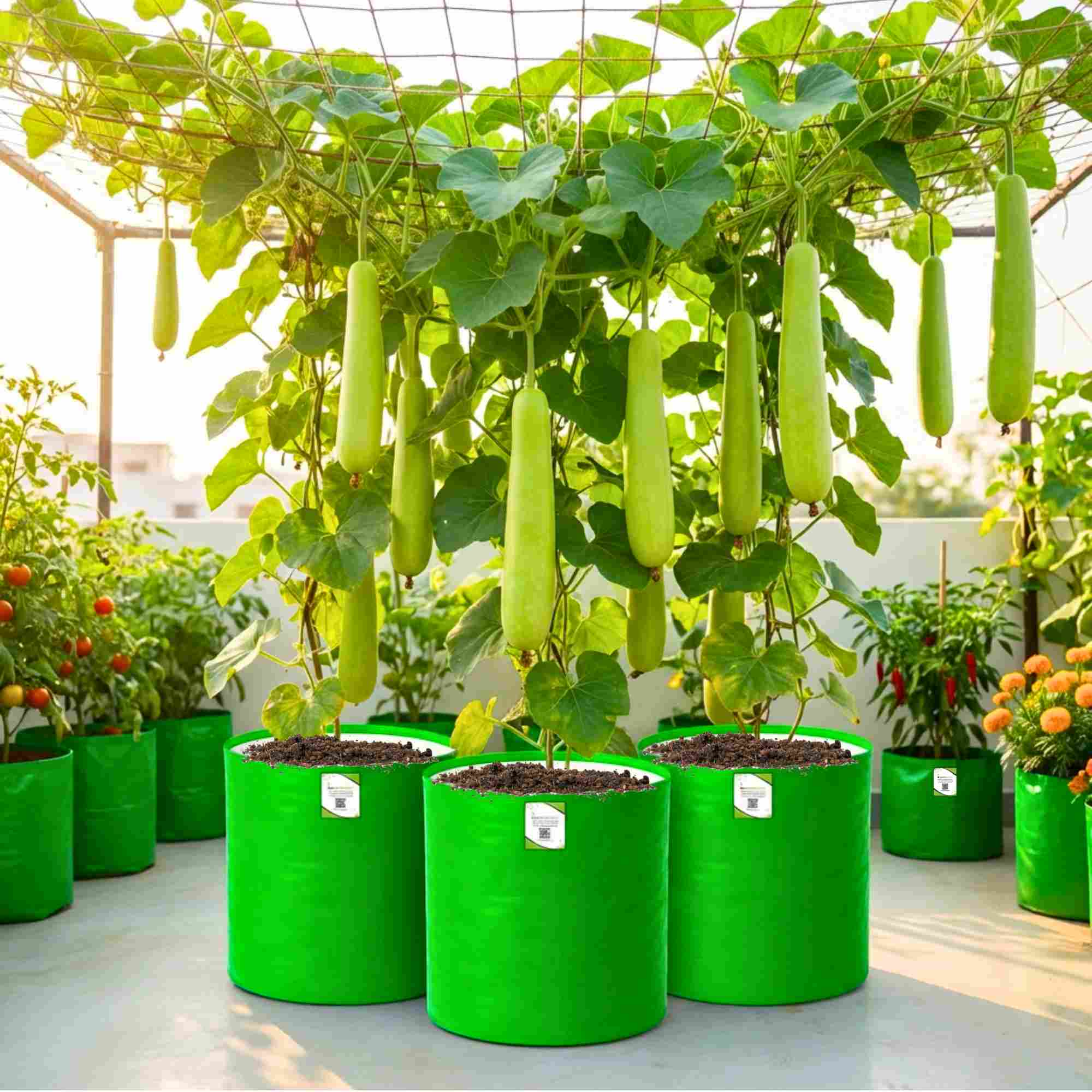 Bottle Gourd (Lauki / Ghiya) Long Seeds - 12 Seeds (लौकी के बीज) Easy To grow, High Germination, High Yield,  Perfect Seeds for Terrace gardening - Image 3