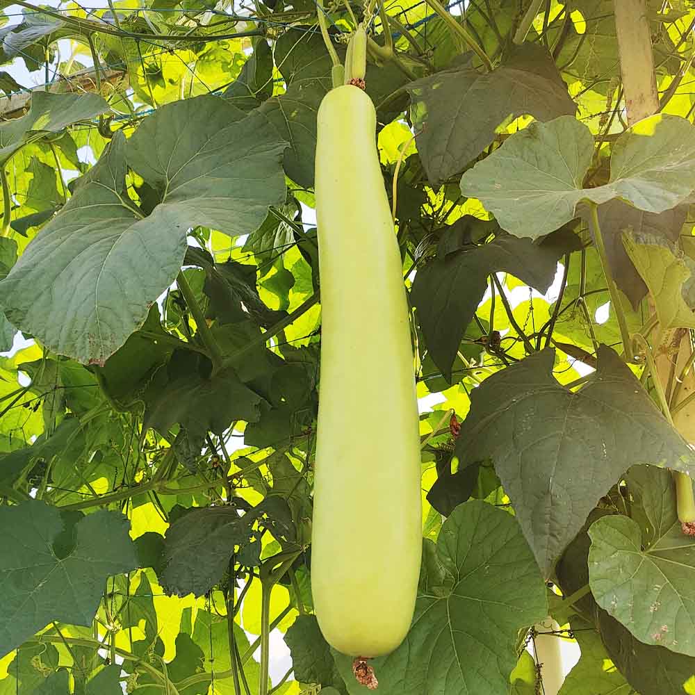 Bottle Gourd (Lauki / Ghiya) Long Seeds - 12 Seeds (लौकी के बीज) Easy To grow, High Germination, High Yield,  Perfect Seeds for Terrace gardening - Image 4