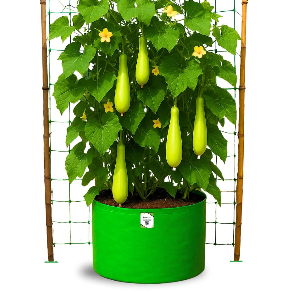 Bottle Gourd (Lauki / Ghiya) Long Seeds - 12 Seeds (लौकी के बीज) Easy To grow, High Germination, High Yield,  Perfect Seeds for Terrace gardening - Image 7