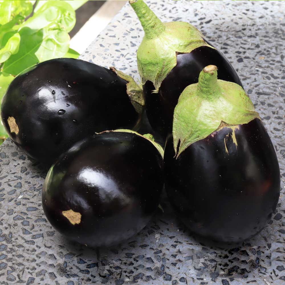Brinjal Black Round Seeds - (50 Seeds) High Germination/ High Yield / Ideal for Terrace/Kitchen Gardening (Baingan/eggplant/ बैंगन के बीज) - Image 2