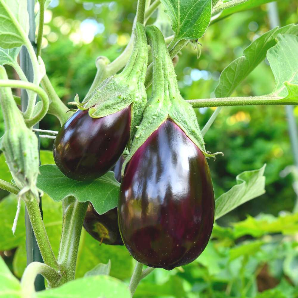 Brinjal Oval Light Purple Seeds - (50 Seeds) High Germination/ High Yield / Ideal for Terrace/ Kitchen Gardening (Bainganee Baingan/Eggplant/बैंगनी बैंगन के बीज) - Image 2