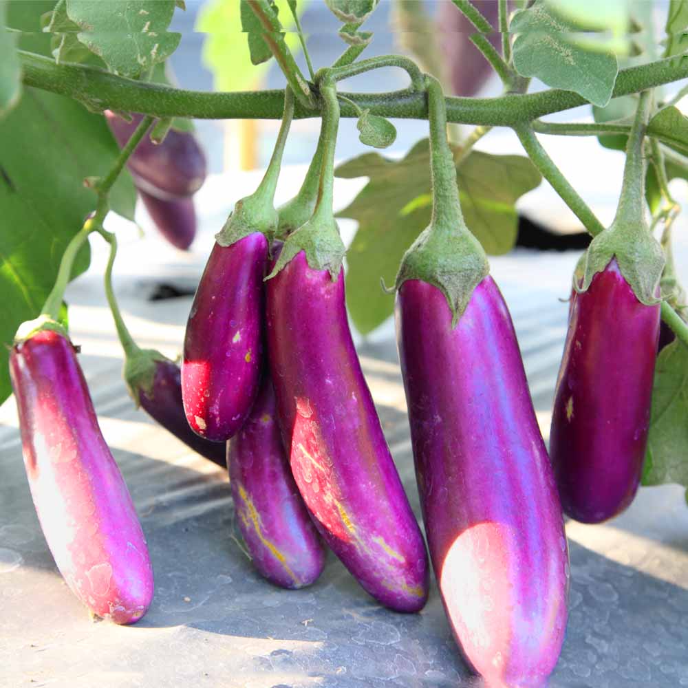 Brinjal Pink Medium Long Seeds - (50 Seeds) High Germination/ High Yield / Ideal for Terrace/Kitchen Gardening (Pink Baingan/Eggplant/गुलाबी बैंगन के बीज) - Image 2