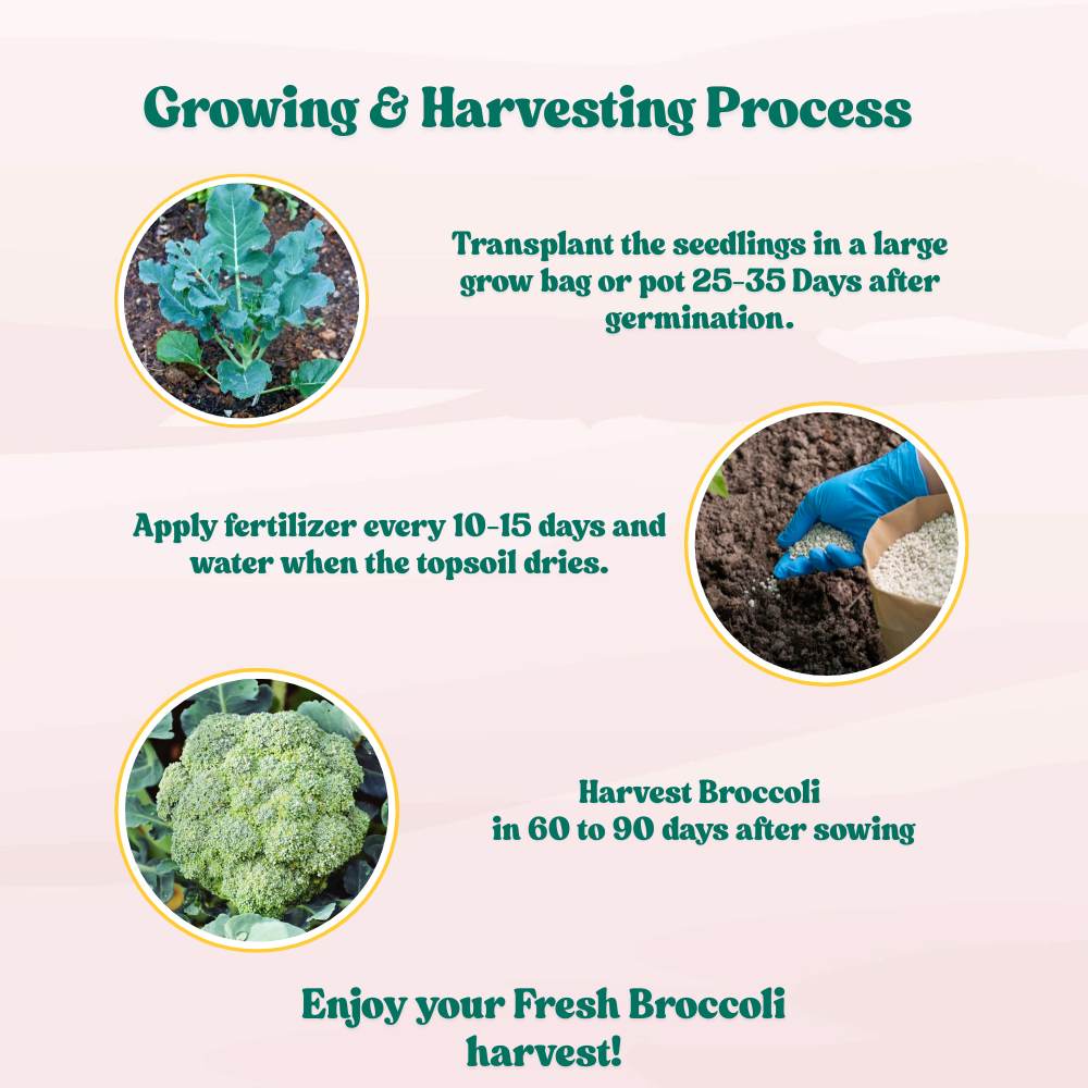 Broccoli Dark Green F1 Hybrid Seeds - 100 Seeds (Hari Gobhi/हरी गोभी/ब्रोकली के बीज) High Germination /Easy to Grow/Ideal for Terrace/Kitchen Gardening - Image 5