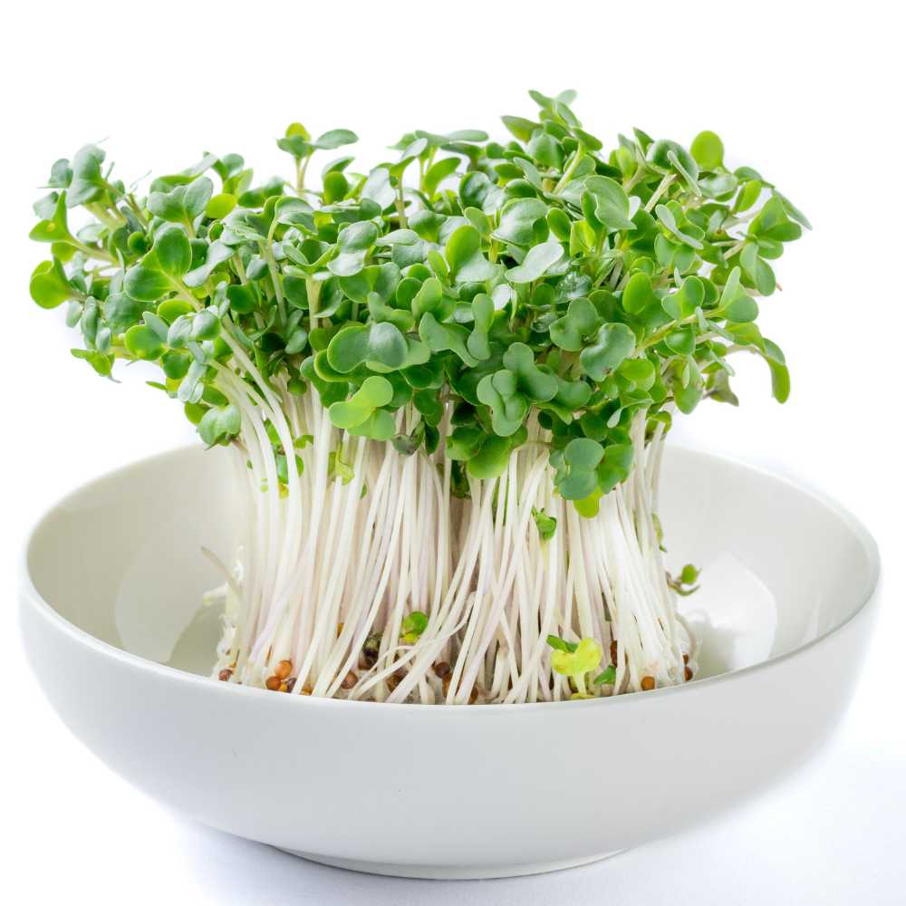 Broccoli Microgreen Seeds (10g) Easy to Grow Superfood, Healthy Greens at Home - Image 3