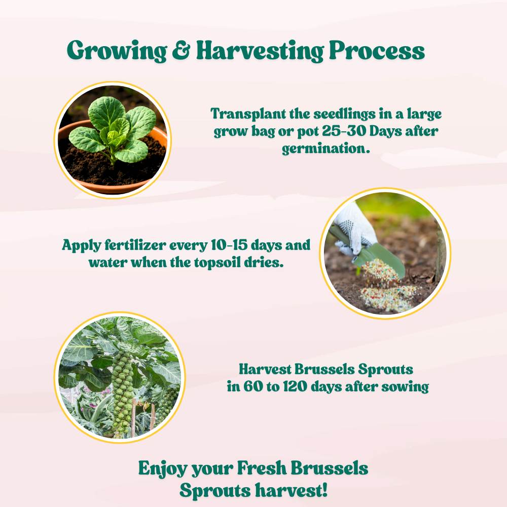 Brussels Sprouts Seeds - 150 Seeds (ब्रसेल्स स्प्राउट्स के बीज) High Germination /High yield /Ideal for Terrace/Kitchen Gardening - Image 6