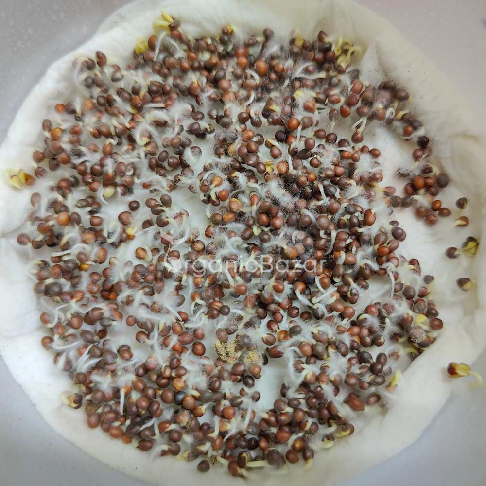 Cabbage Microgreen Seeds - 20g - Image 3
