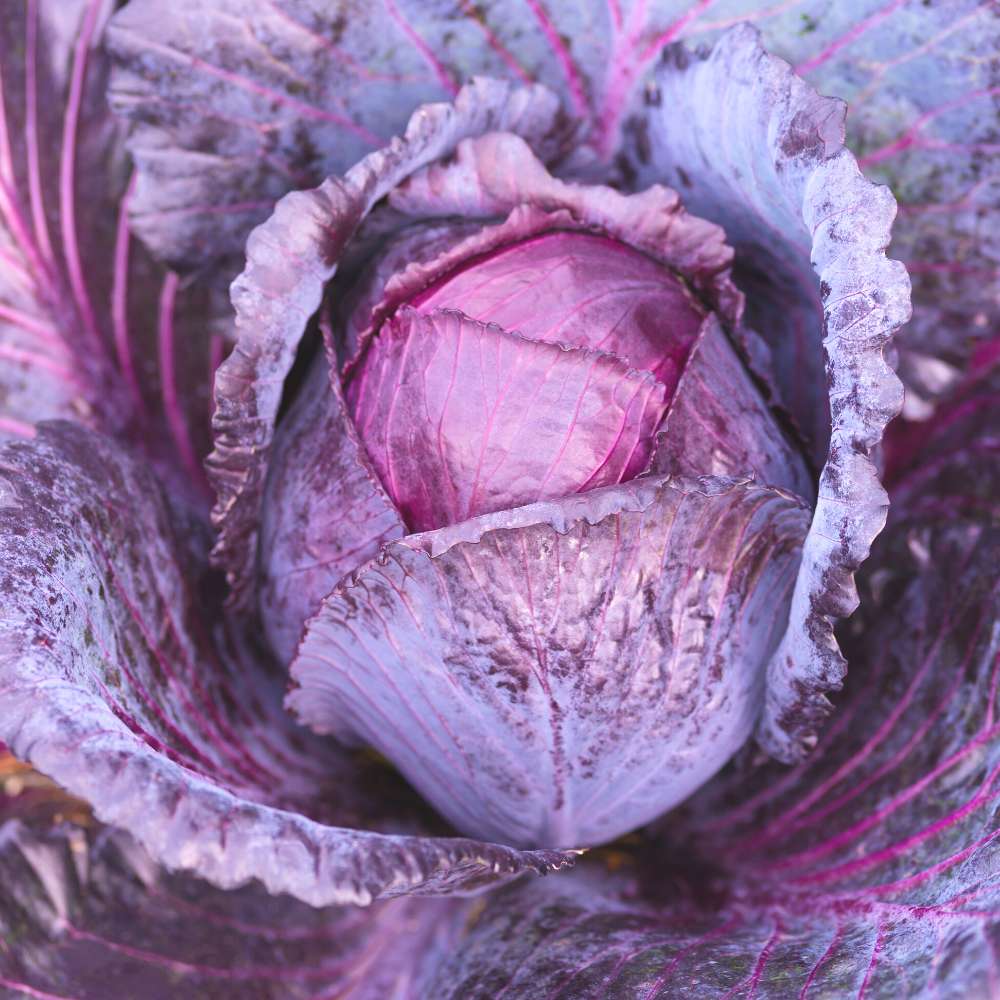 Cabbage Red Seeds - 150 Seeds (Lal Patta gobhi) (लाल पत्ता गोभी के बीज) High Germination / Easy to Grow / Ideal for Terrace/Kitchen Gardening - Image 2