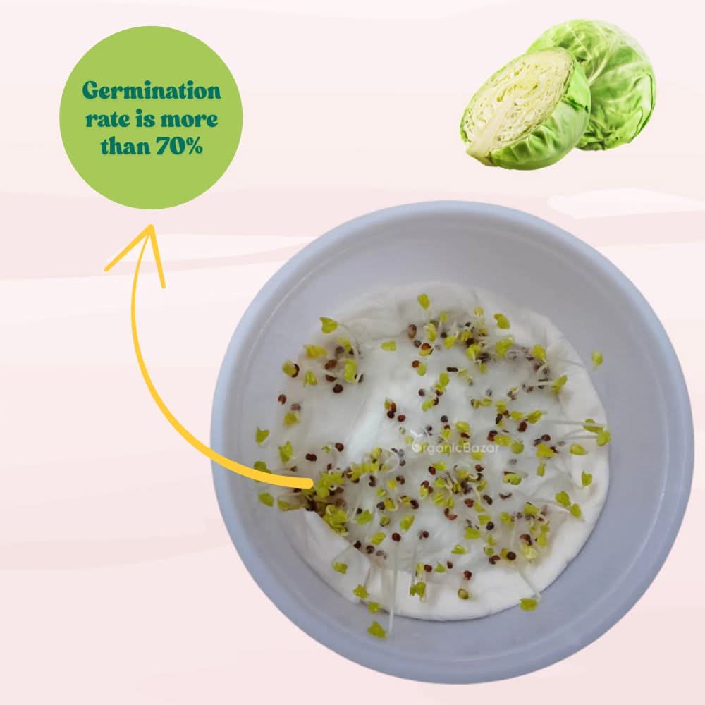 Cabbage (Patta Gobhi) Seeds - 150 Seeds (Hari Patta Gobhi/हरी पत्ता गोभी के बीज) High Germination / Easy to Grow / Ideal for Terrace/Kitchen Gardening - Image 4