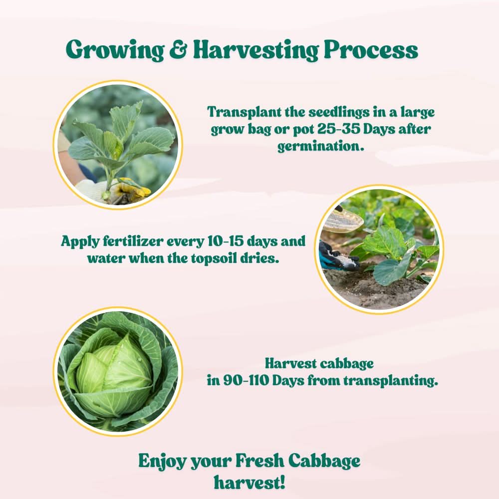 Cabbage (Patta Gobhi) Seeds - 150 Seeds (Hari Patta Gobhi/हरी पत्ता गोभी के बीज) High Germination / Easy to Grow / Ideal for Terrace/Kitchen Gardening - Image 6