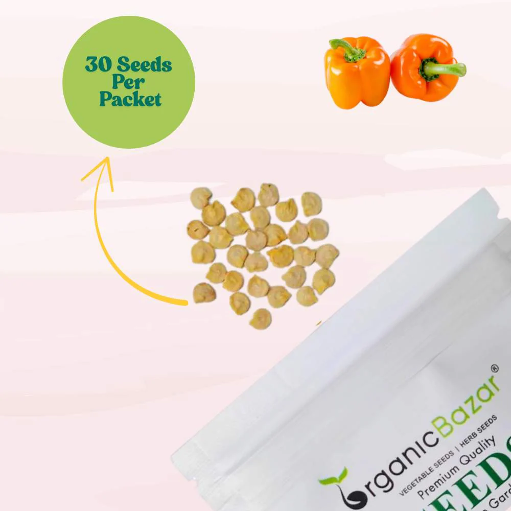 Capsicum Orange (OP) Seeds - (30 Seeds) High Yield/ High Germination Best for Home Gardens (Naarangi Shimla Mirch/नारंगी शिमला मिर्च के बीज) - Image 3