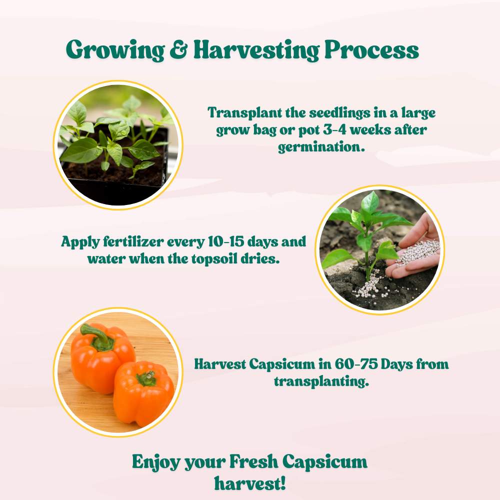 Capsicum Orange (OP) Seeds - (30 Seeds) High Yield/ High Germination Best for Home Gardens (Naarangi Shimla Mirch/नारंगी शिमला मिर्च के बीज) - Image 6