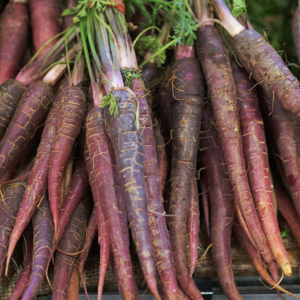 Carrot Black Wonder Seeds - 1000 Seeds (Black Gajar/ब्लैक गाजर के बीज) - Image 3