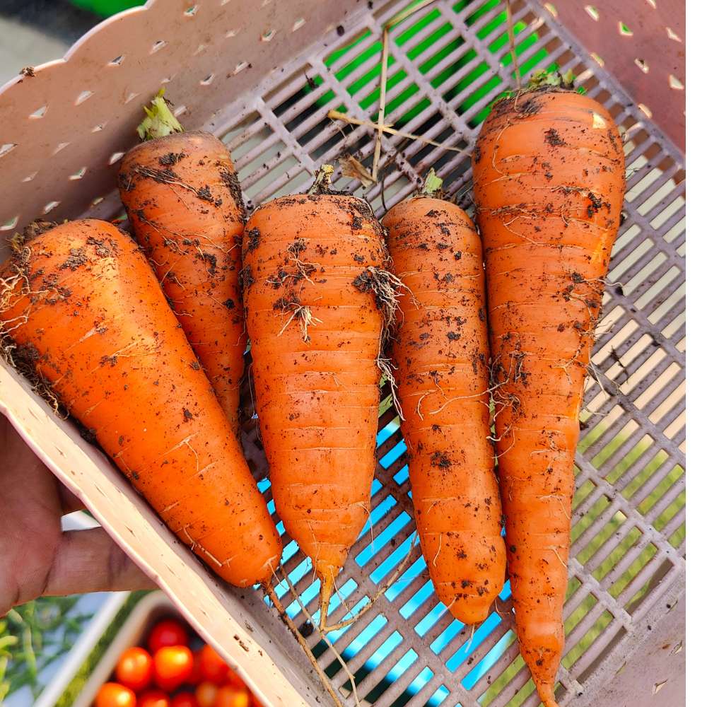 Carrot Orange Seeds - 1000 Seeds (Gajar/गाजर के बीज) - Image 3