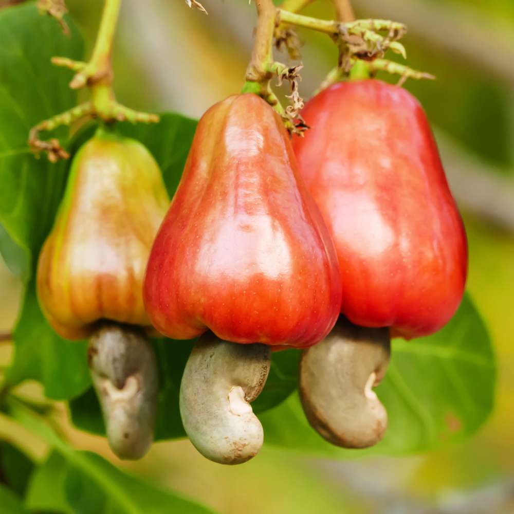 Cashew (Kaju Beej) Seeds - (10 Seeds) High Germination Rate/ Best for Home Gardens (Kaju Tree Ke Beej/काजू के बीज) - Image 2