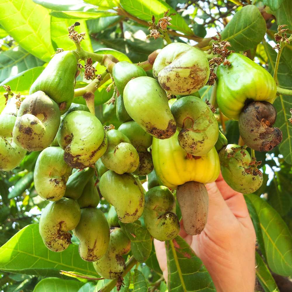Cashew (Kaju Beej) Seeds - (10 Seeds) High Germination Rate/ Best for Home Gardens (Kaju Tree Ke Beej/काजू के बीज) - Image 3