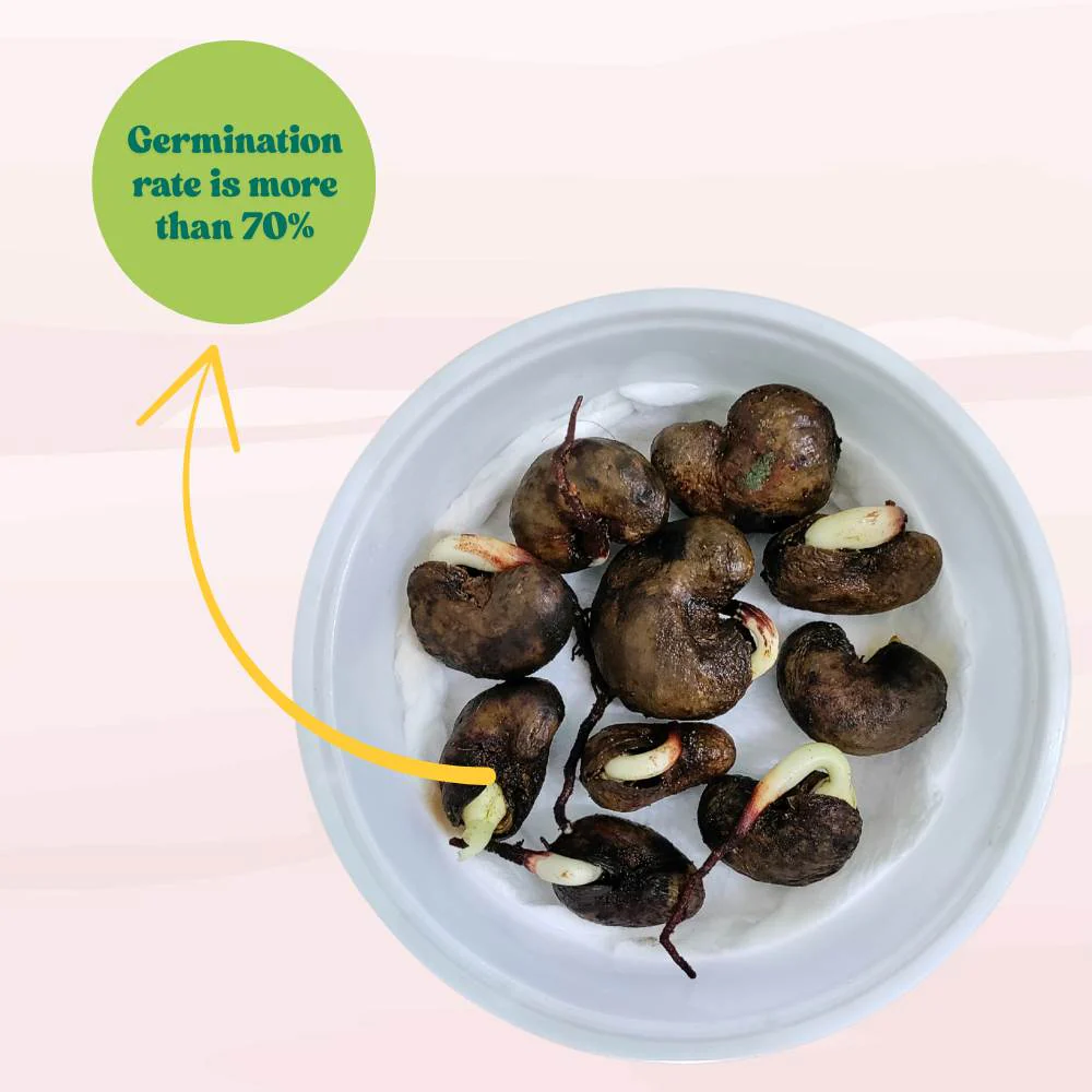 Cashew (Kaju Beej) Seeds - (10 Seeds) High Germination Rate/ Best for Home Gardens (Kaju Tree Ke Beej/काजू के बीज) - Image 5