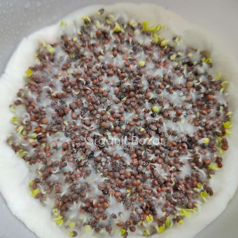 Cauliflower Microgreen Seeds (20g) - Image 3