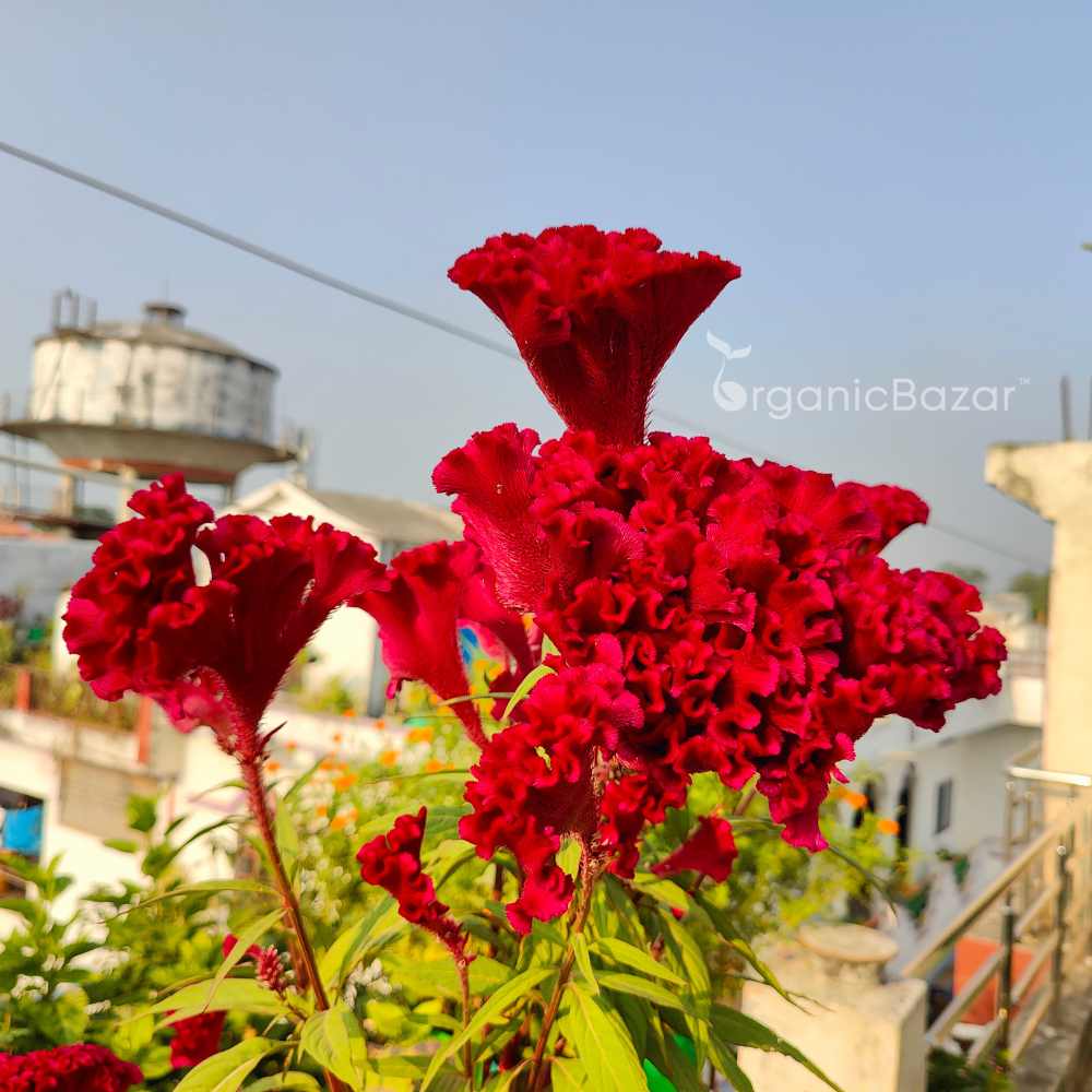 Celosia Cockscomb Dwarf Mix Seeds (200 Seeds) - Image 5