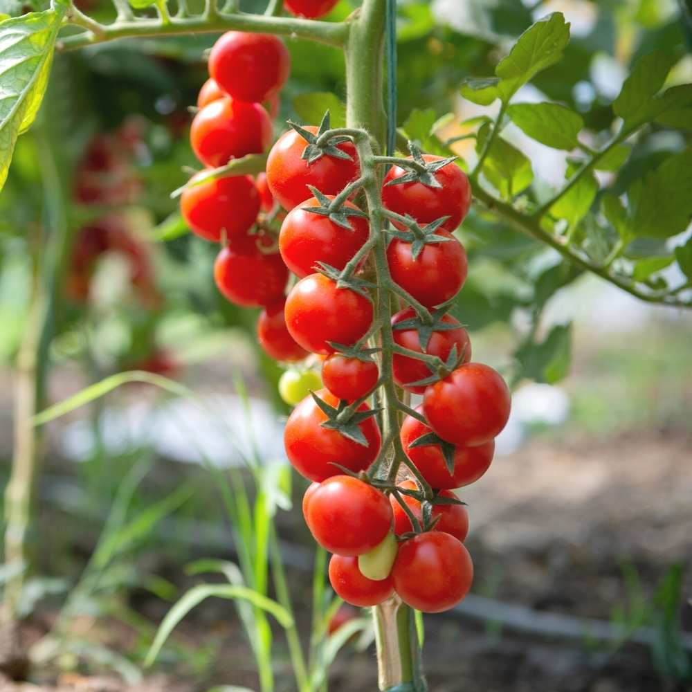 Cherry Tomato Cheramy Seeds - 30 Seeds (Cherry Tamatar/चेरी टमाटर के बीज) High Germination/ Easy to Grow/ Ideal for Terrace/Kitchen Gardening - Image 2