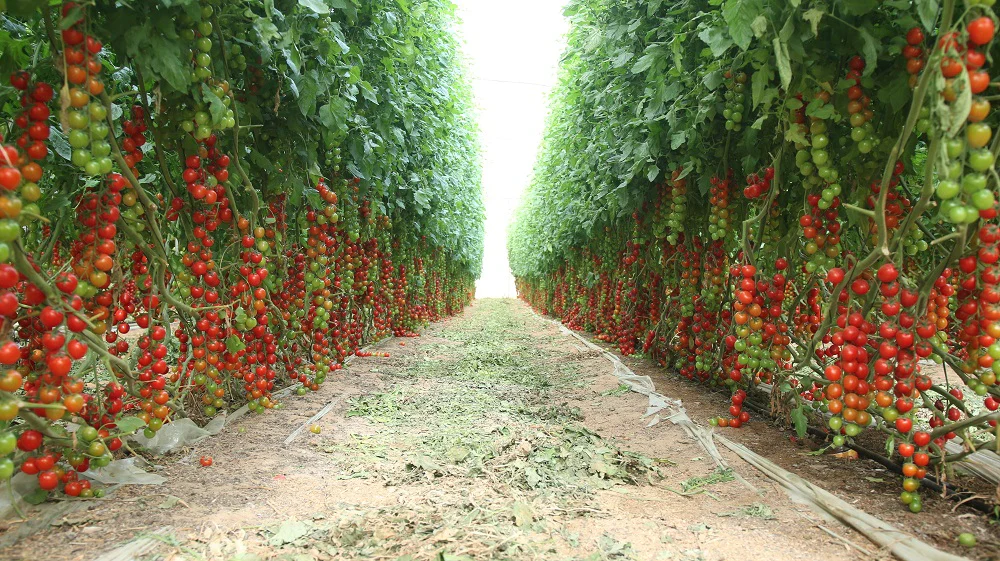 Cherry Tomato Cheramy Seeds - 30 Seeds (Cherry Tamatar/चेरी टमाटर के बीज) High Germination/ Easy to Grow/ Ideal for Terrace/Kitchen Gardening - Image 5