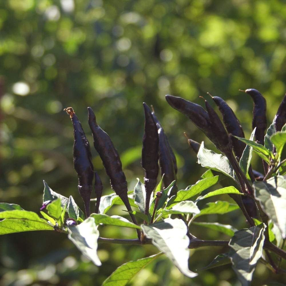 Chilli Black (Upright Type) Seeds (30 Seeds) 🌶️ High Spicy | Exotic | Easy to Grow | Great Yield (मिर्च के बीज) (Mirch/ मिर्च के बीज) - Image 2