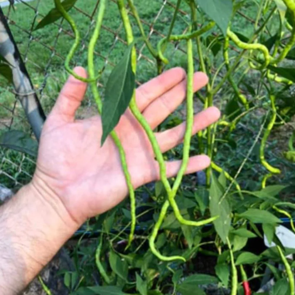 Chilli Extra Long Seeds (50 Seeds) High Yield | High Germination | Best for Home Gardens (मिर्च के बीज) - Image 4