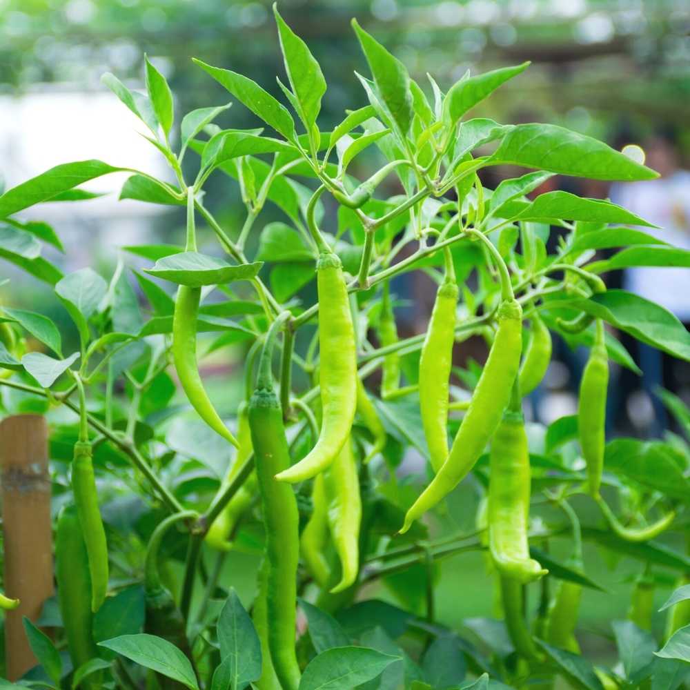 Chilli Jwala (Hari Mirch) Seeds - (50 Seeds) High Yield | High Germination | Best for Home Gardens (मिर्च के बीज) (हरी मिर्च के बीज) - Image 4
