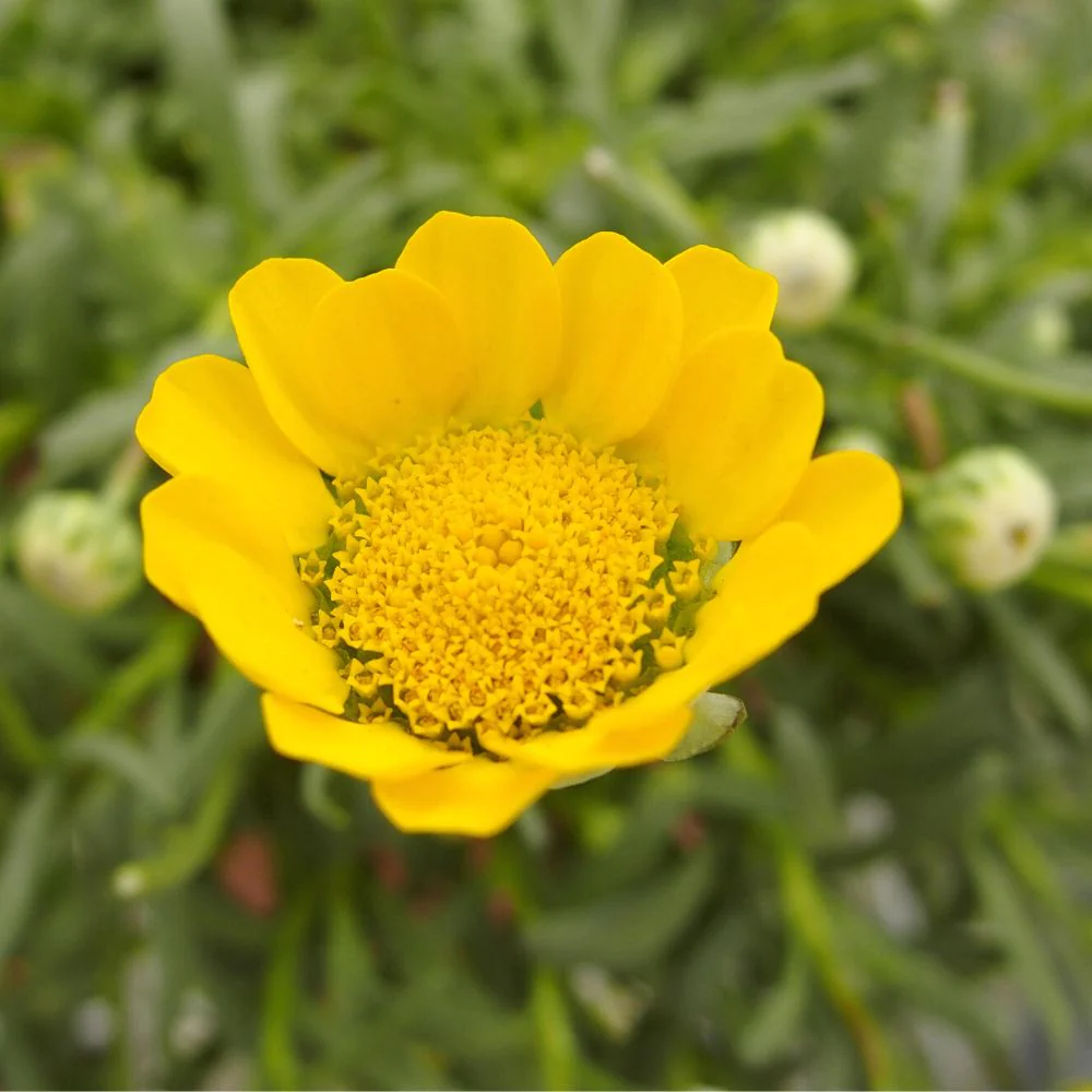 Chrysanthemum Multicaule Yellow Seeds - 200 Seeds (Guldaudi/Chandra Mallika/गुलदाउदी के बीज) - Image 2