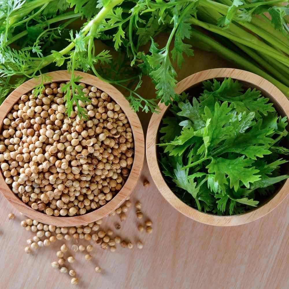 Coriander (Dhaniya) Seeds - 1000 Seeds (धनिया के बीज) - Image 4