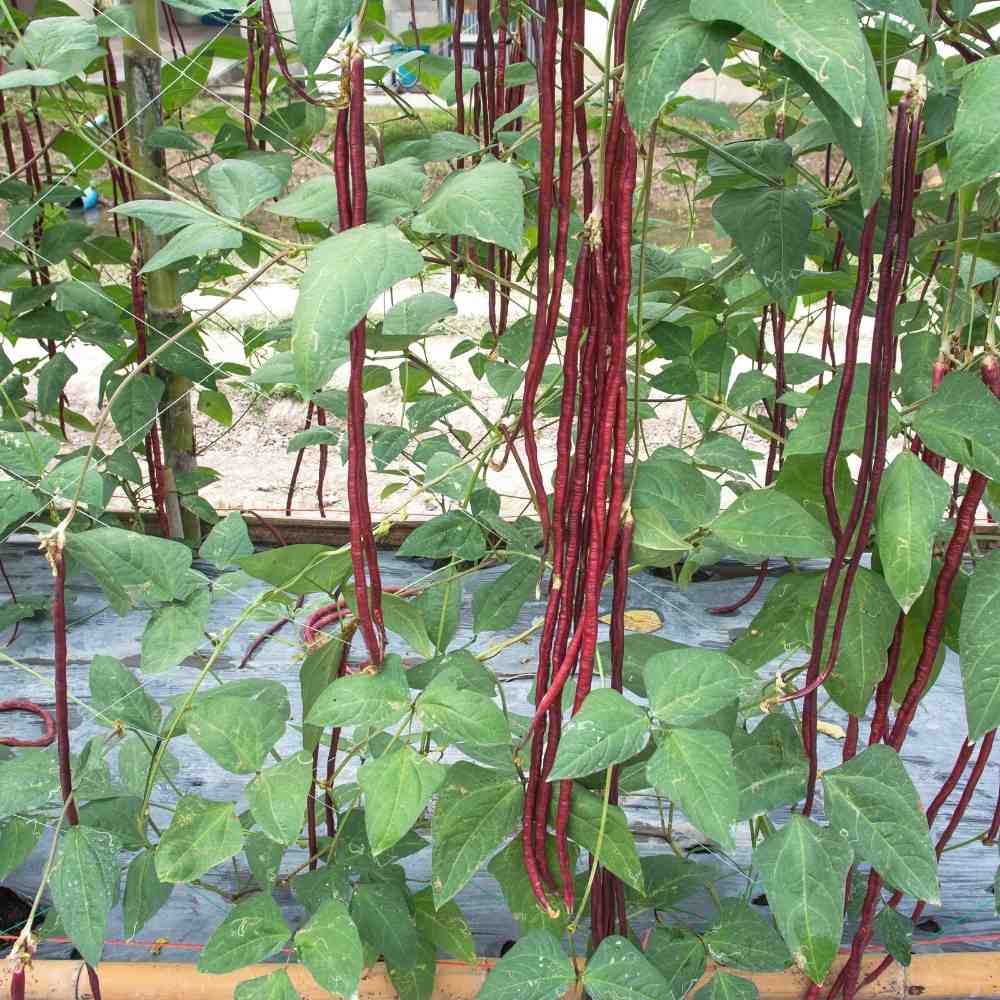 Cowpea (Lobia) Scarlet Long-Red Seeds - 30 Seeds (Red Barbati Lobia Beans/ लाल लोबिया/बरबटी के बीज) High Germination, Easy to Grow, High Yield Seeds For Terrace Gardening - Image 2