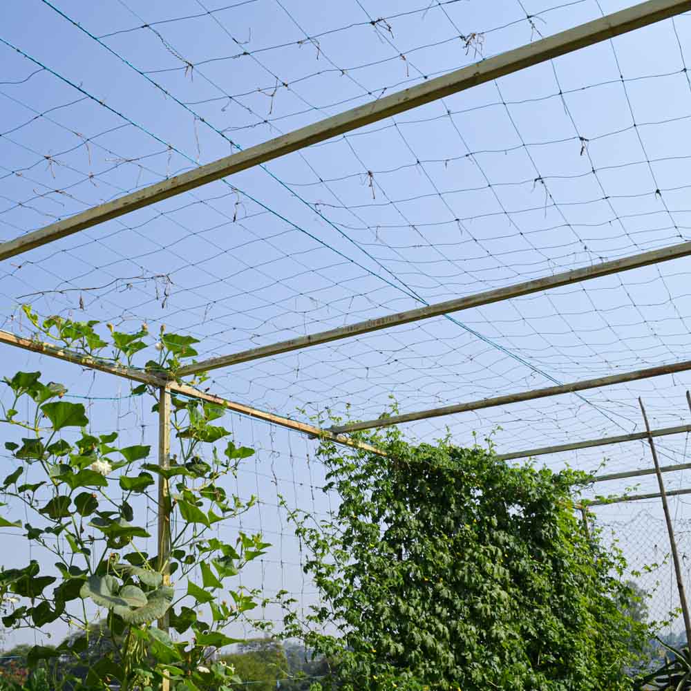 Creeper Plant Support Net – 1.5m x 5m | Heavy-Duty Blue Climbing Net for Creepers & Vines - Image 8